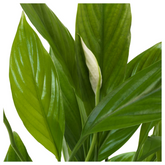 Spathiphyllum – Crinul păcii H80